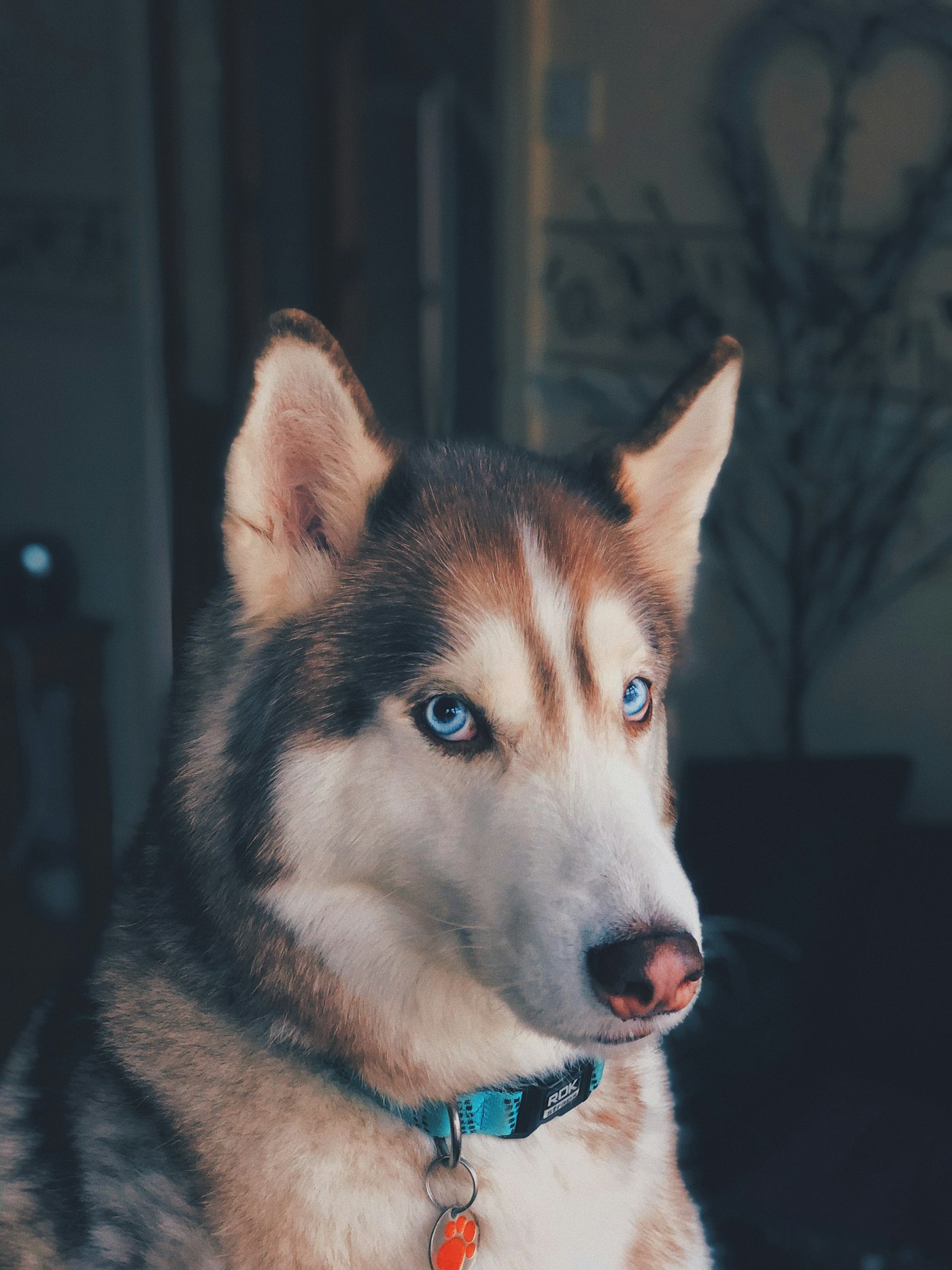 Wolf vom Wilczy Pasterz